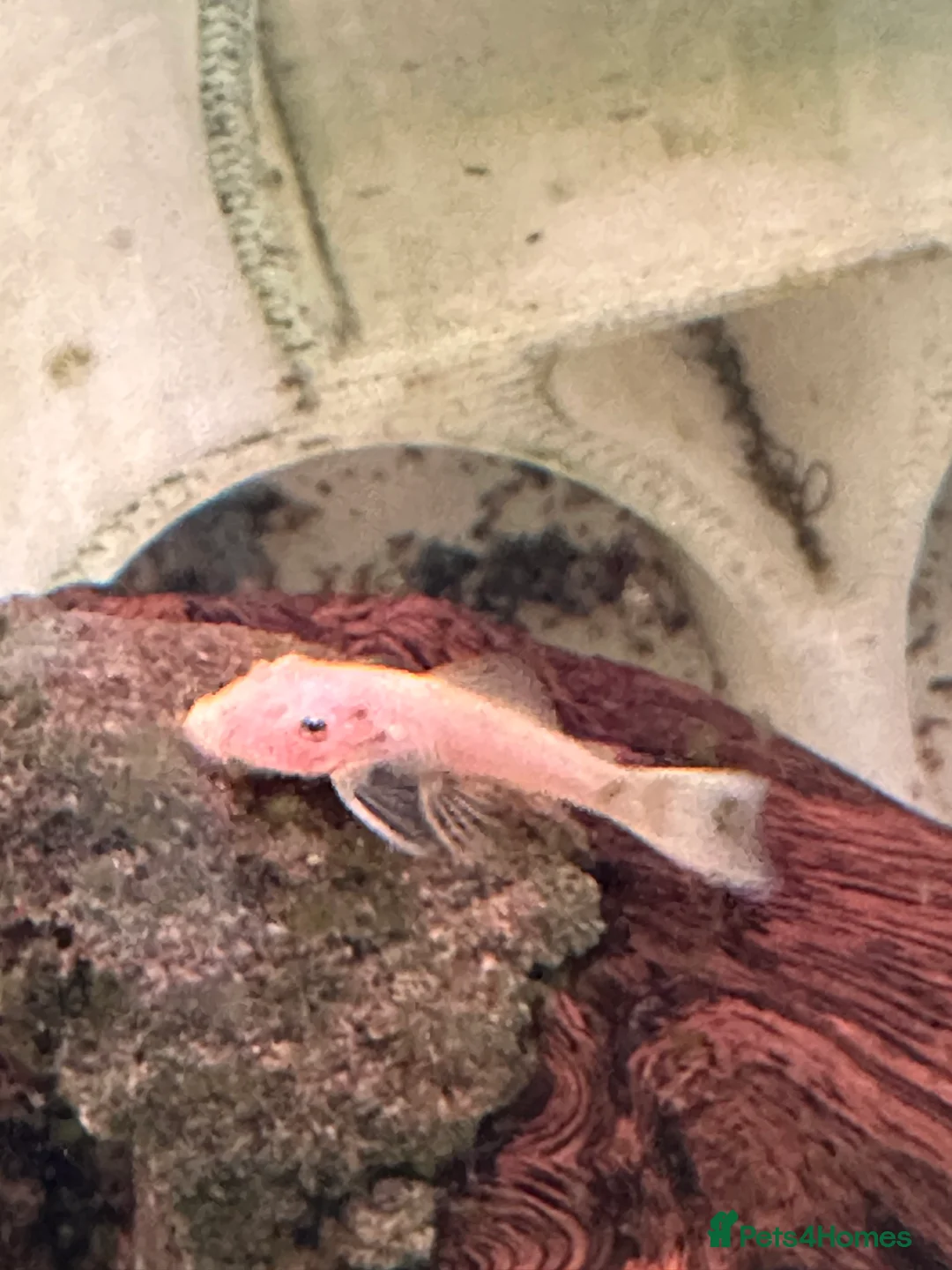 Plecos fish for sale: Cute Baby and Adult Bristlenose Pleco for sale in Cambridge - Advert 2