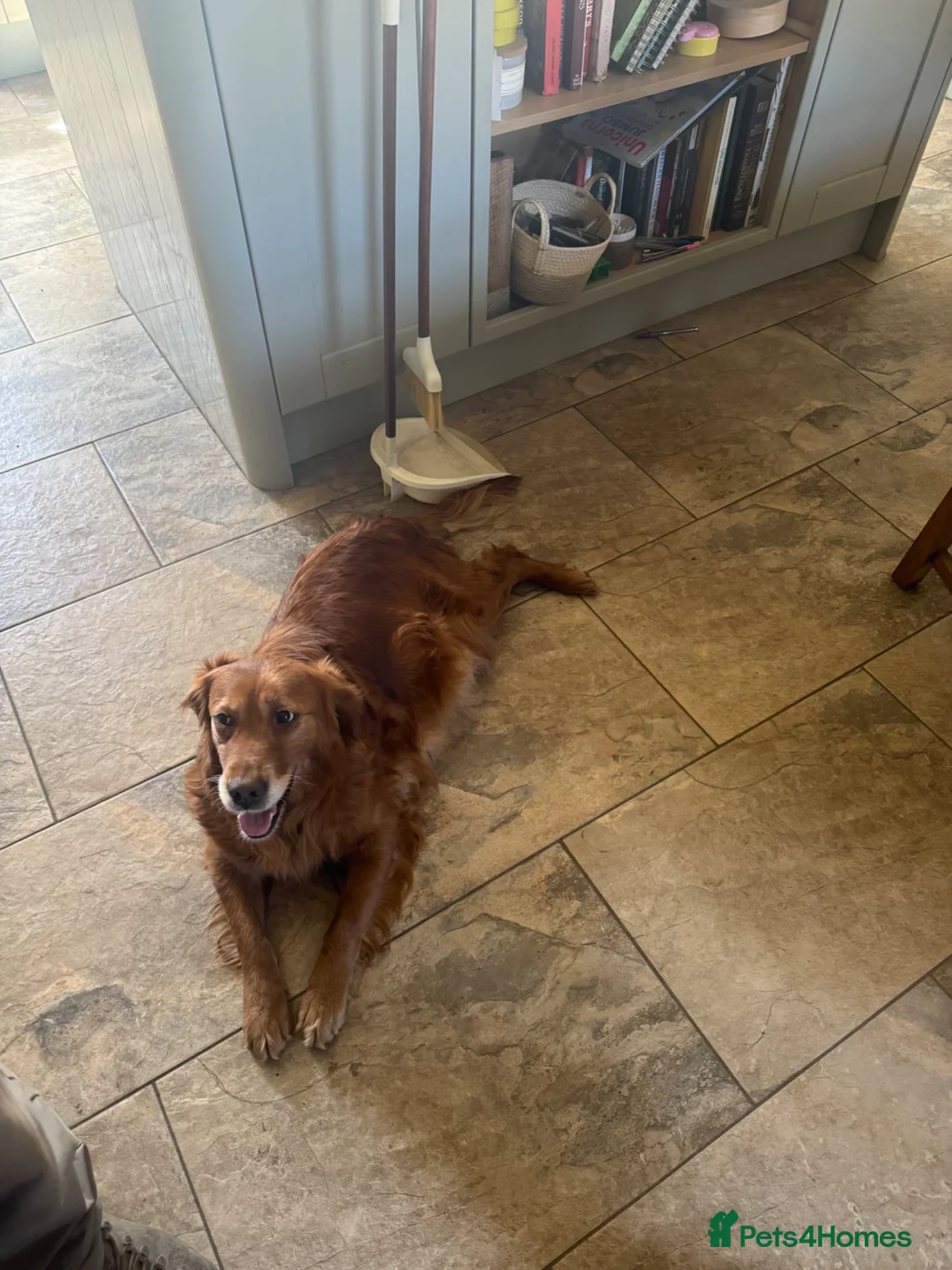 Golden Retriever dogs for sale: Something very special - Advert 13