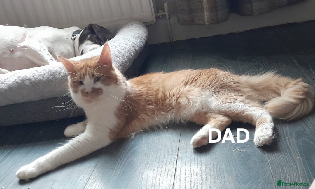 Maine Coon cats for sale: Maine Coon x Ragdoll kittens - Advert 19