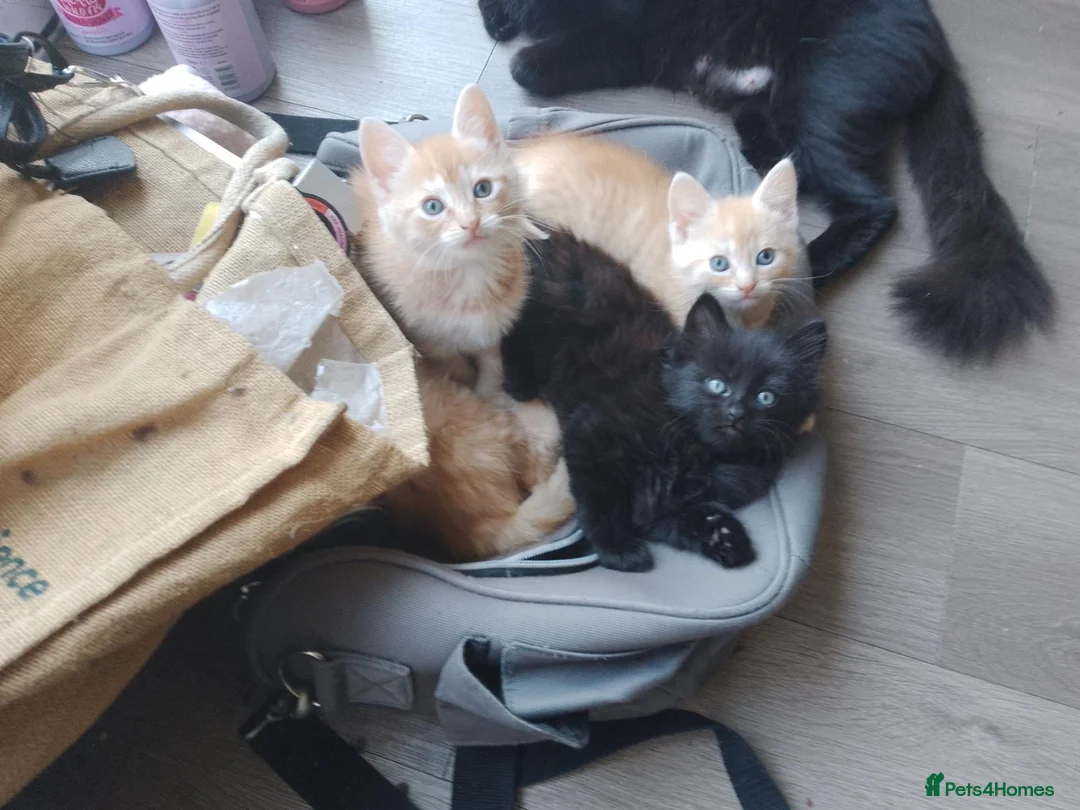 Mixed Breed cats for sale: Kittens  - Advert 1