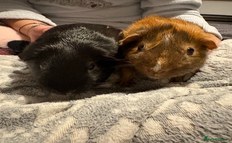 Guinea Pig rodents - Advert 2