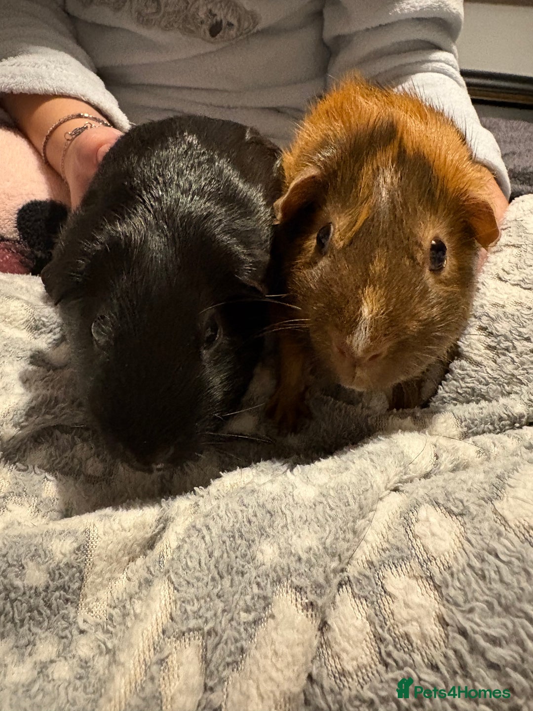 Guinea Pig rodents for sale: Shadow & Bear - Loving Guinea Pig Brothers - Image 1
