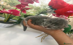 Russian Blue cats for sale: Russain blue x Maine coon Kittens for Sale - Image 1