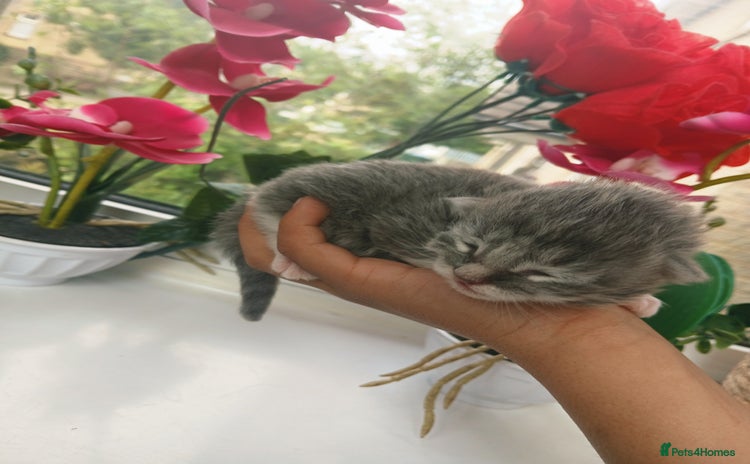 Russian Blue cats - Advert 1
