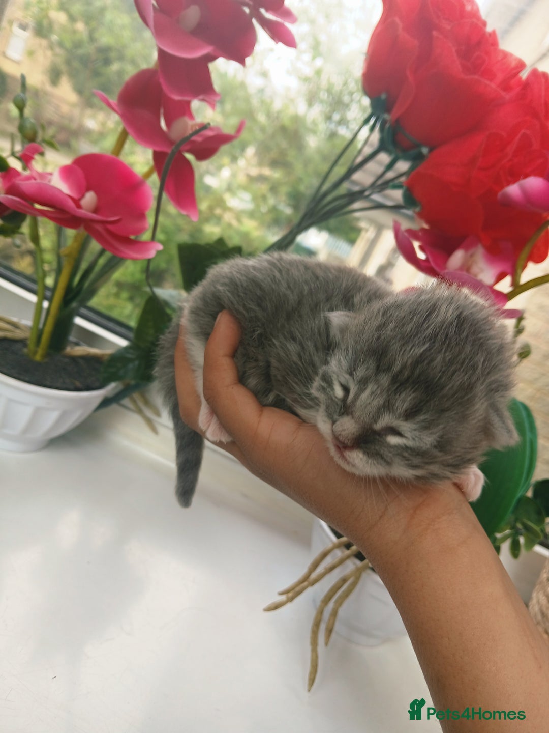 Russian Blue cats for sale: Russain blue x Maine coon Kittens for Sale - Image 1