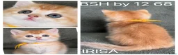 British Shorthair cats for sale: Unique British shorthair golden kittens  - Advert 18