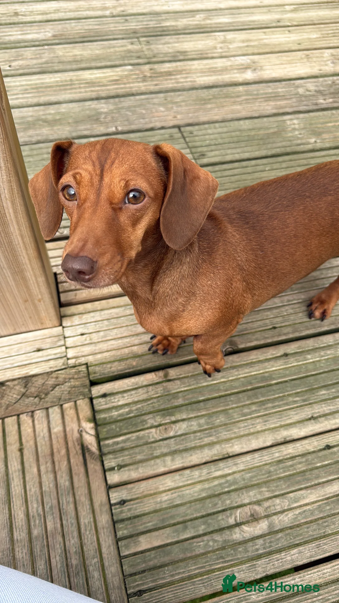Miniature Dachshund dogs for sale: Loving home wanted for Beautiful Mini Dachshund - Advert 3