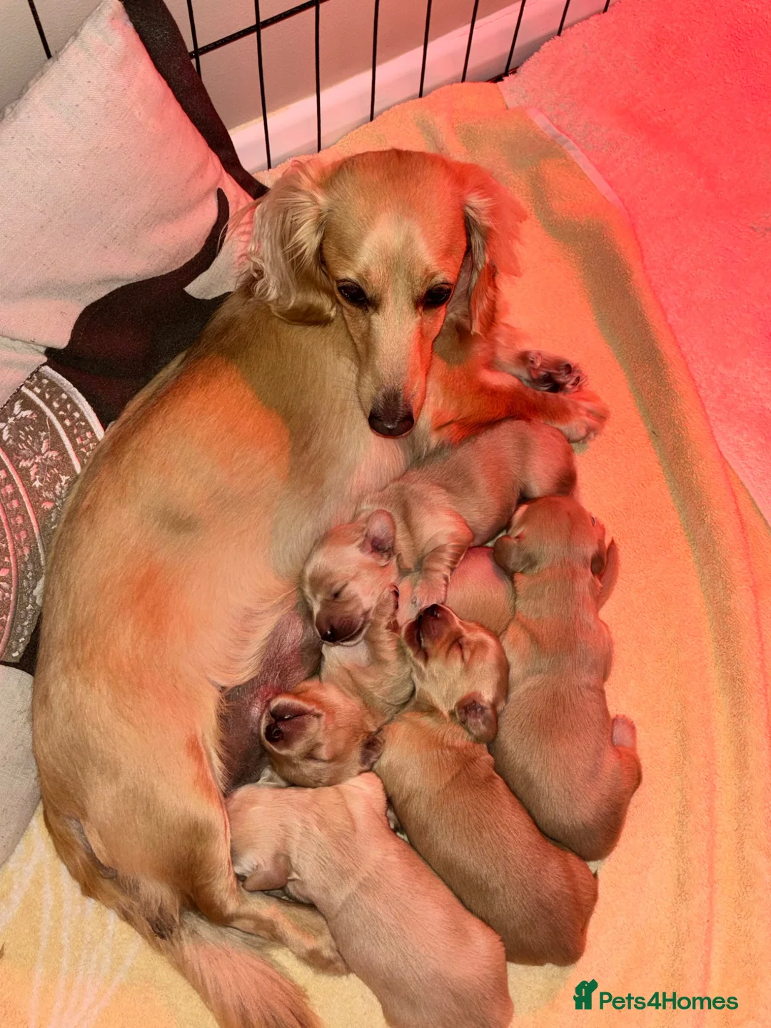 Miniature Dachshund dogs for sale: KC Pure English Cream Longhair Miniature Dachshund in Ibstock - Advert 2