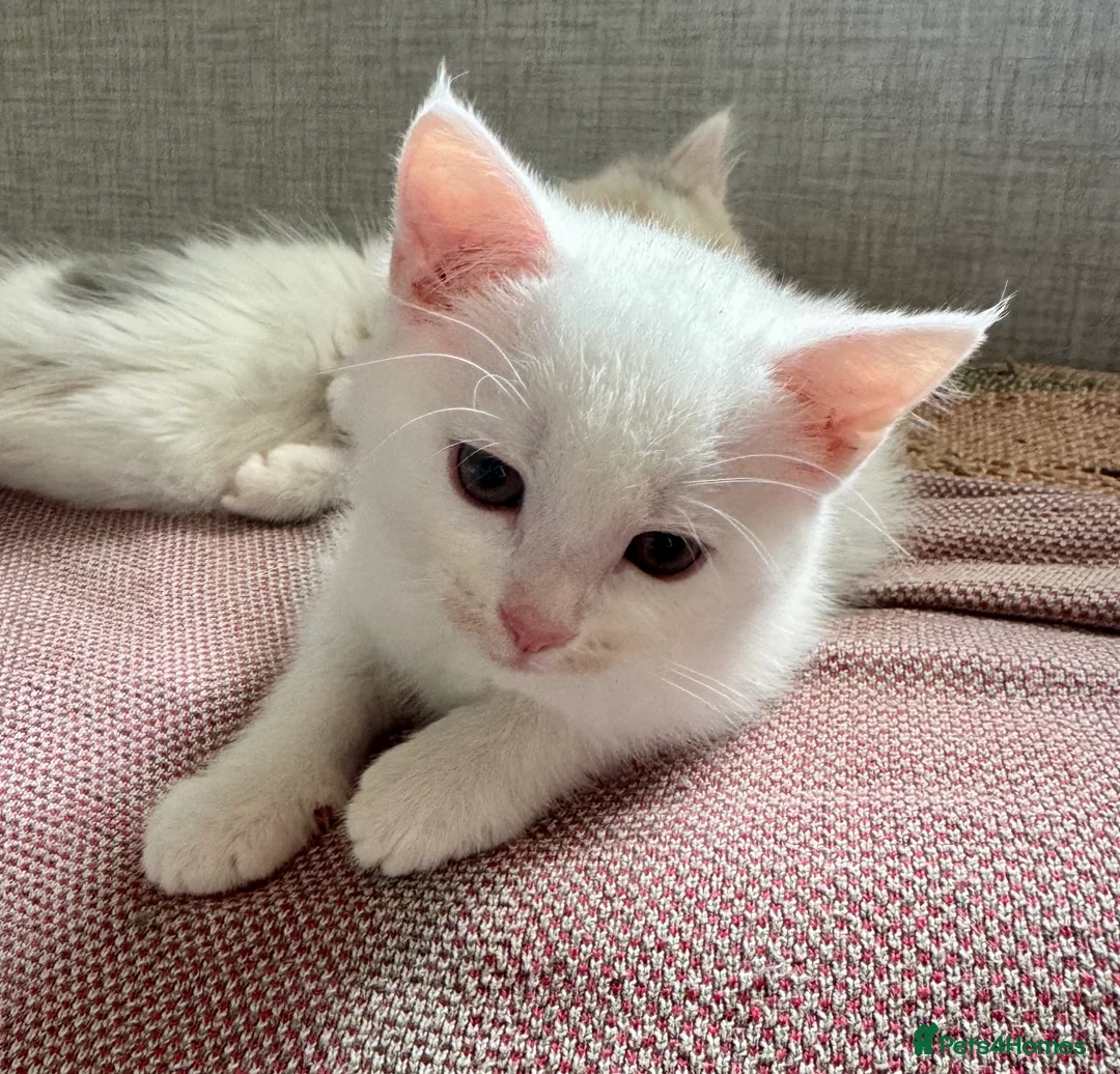 Munchkin cats for sale: Twin brothers  - Advert 1