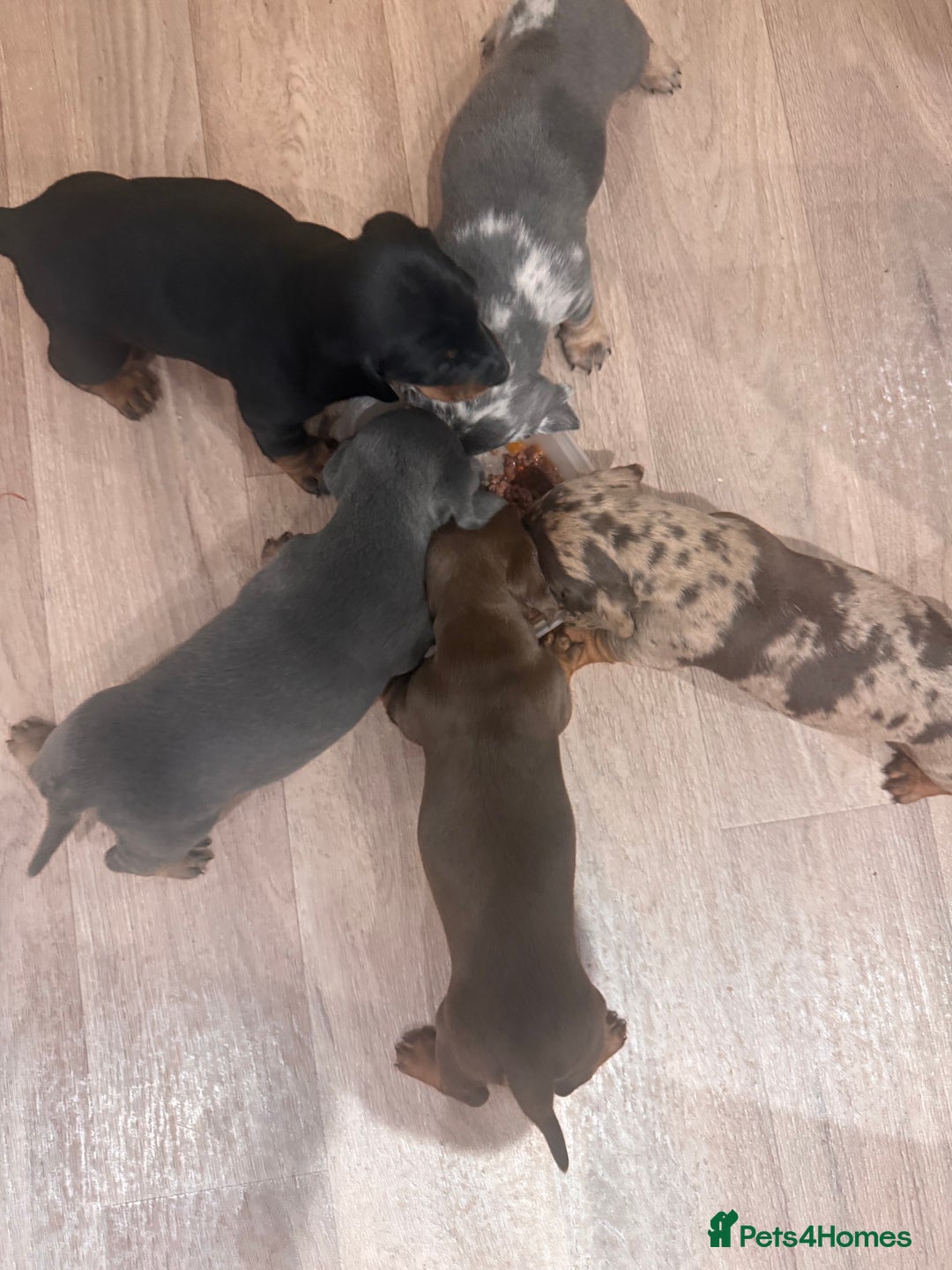 Dachshund dogs for sale: Dachshund puppies for sale  - Advert 3