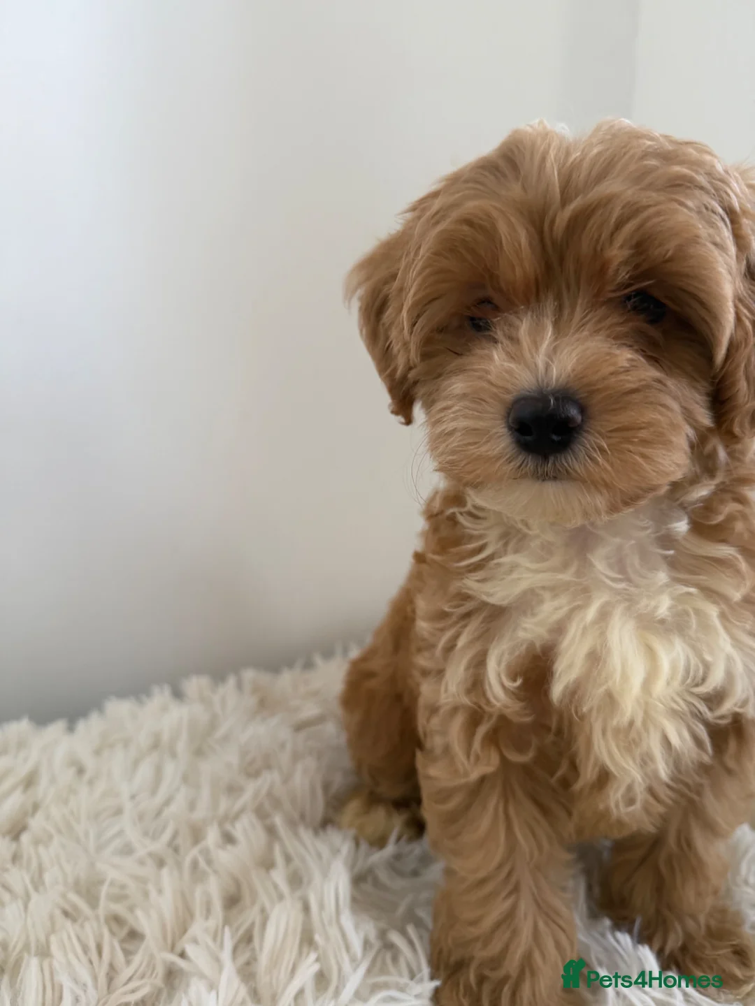 Maltipoo dogs for sale: Beautiful puppies for sale - Advert 2
