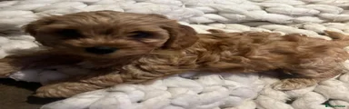 Cavapoo Puppy 1