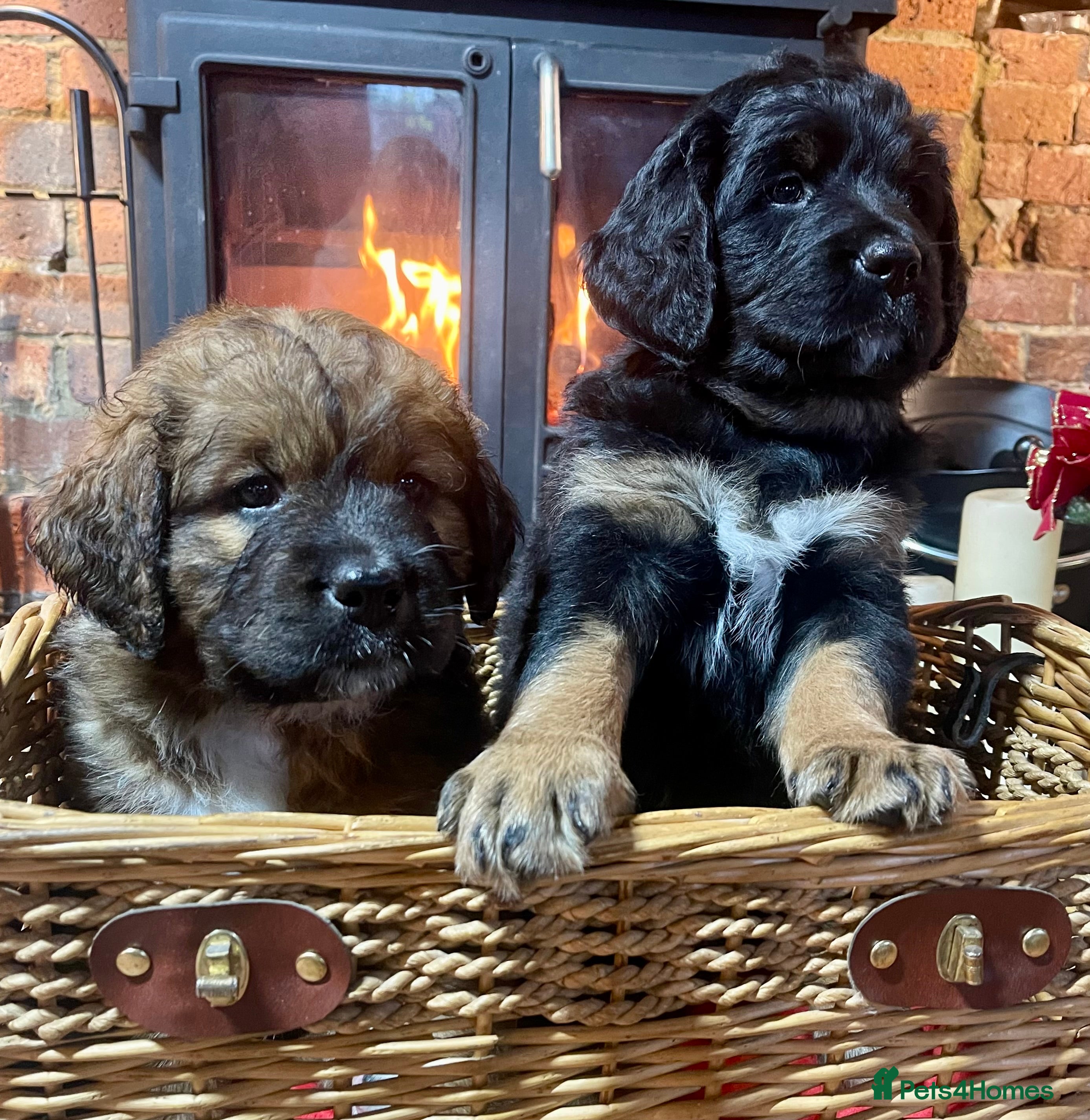 Bernese Mountain Dog dogs Beautiful Bernedoodle babies  - Advert 1