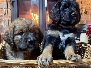 Bernese Mountain Dog dogs Beautiful Bernedoodle babies - Advert 11