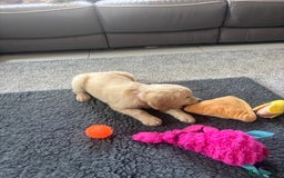 Golden Retriever dogs for sale: Beautiful Golden Retriever puppies - Image 18