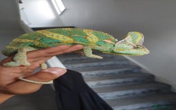 Chameleon reptiles for sale: Yemen chameleon 1 year with setup - Image 1