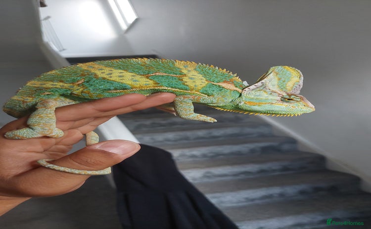 Chameleon reptiles - Advert 4