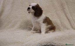 Cavalier King Charles Spaniel dogs for sale: Beautiful Cavalier king charles spaniel puppies - Image 13