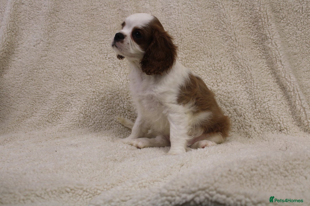 Cavalier King Charles Spaniel dogs for sale: Beautiful Cavalier king charles spaniel puppies - Image 13