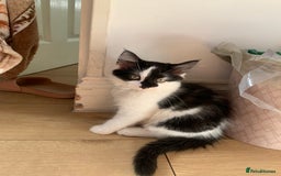 Mixed Breed cats for sale: 4 sweet boys looking for their forever home❤️ - Image 3
