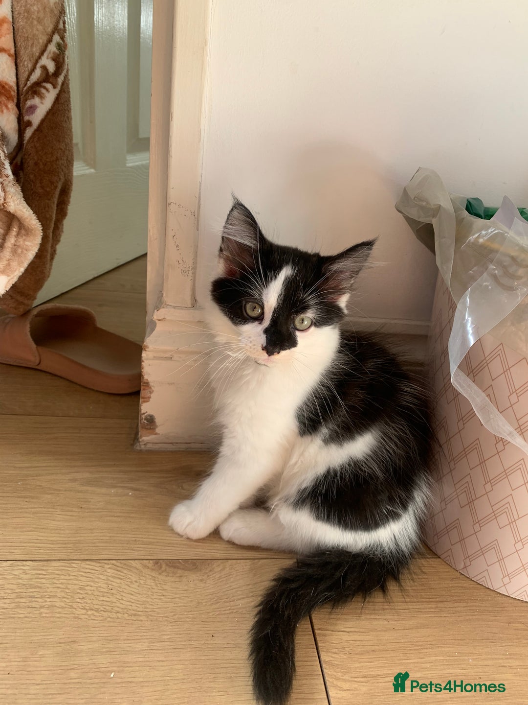 Mixed Breed cats for sale: 4 sweet boys looking for their forever home❤️ - Image 3