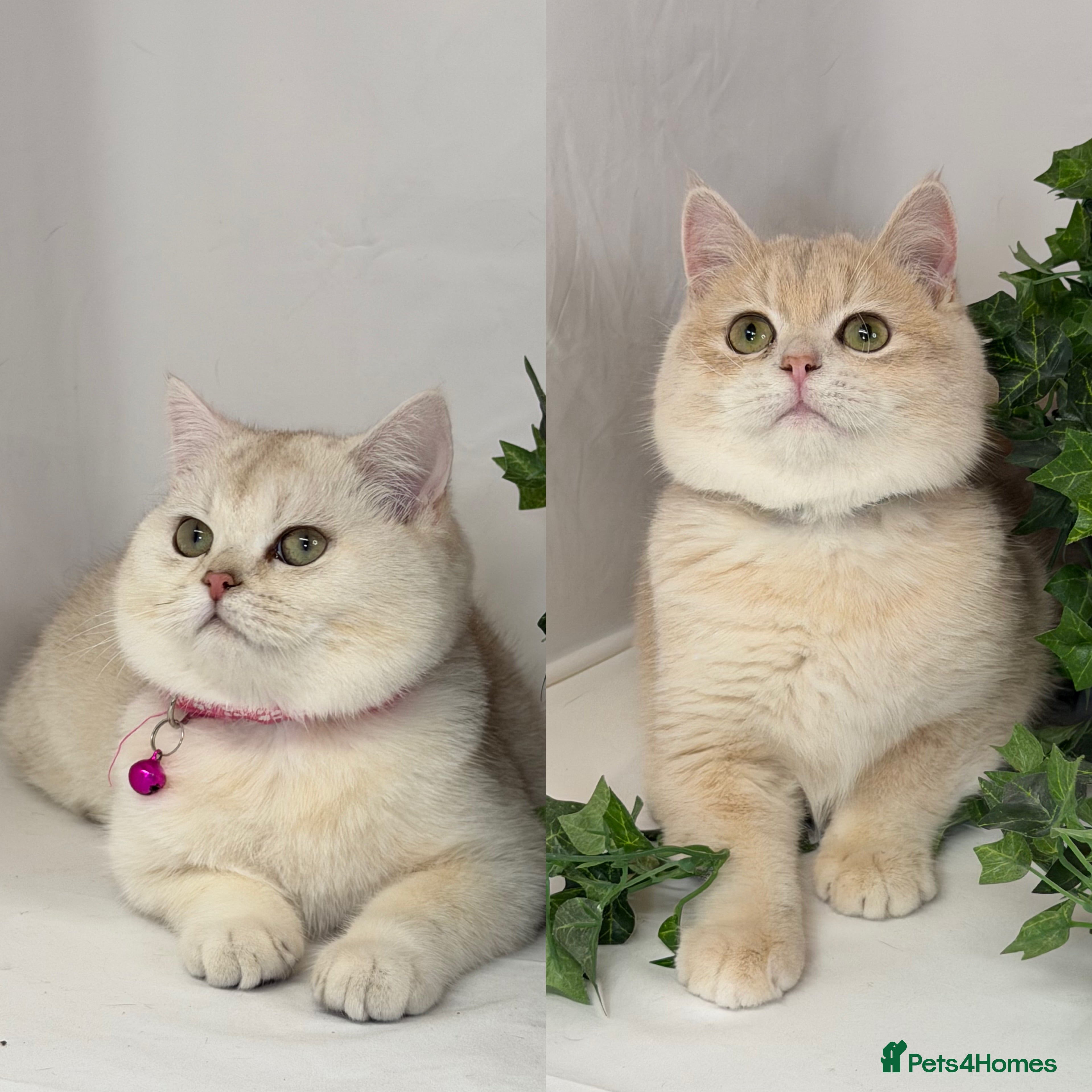 British Shorthair cats Adorable British sh silver, golden shaded TICA - Advert 17