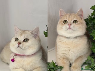British Shorthair cats Adorable British sh silver, golden shaded TICA - Advert 17