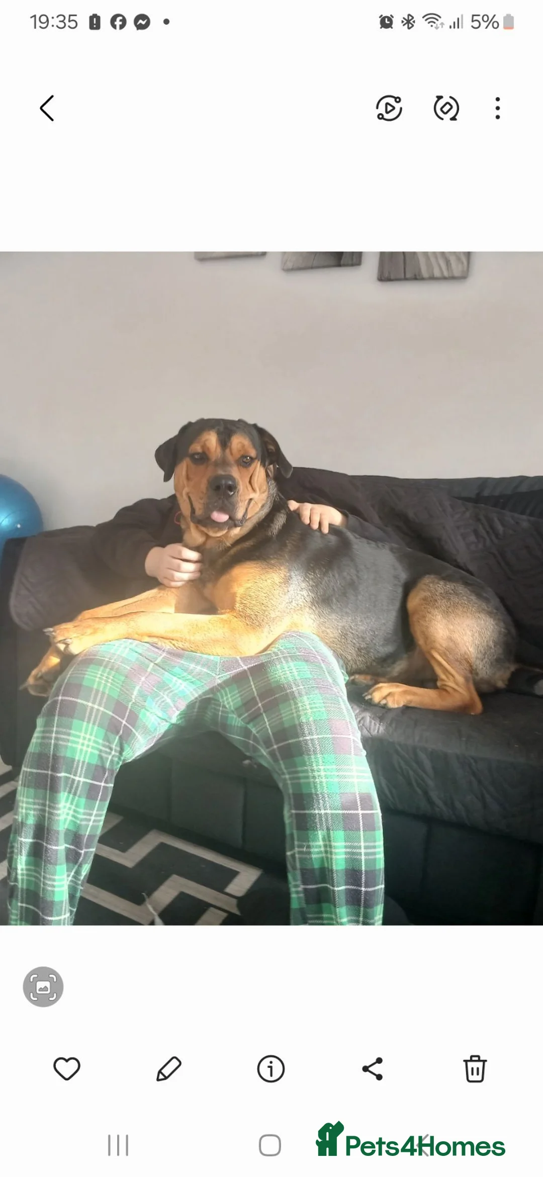 Mixed Breed dogs for sale: Rehoming - Advert 2