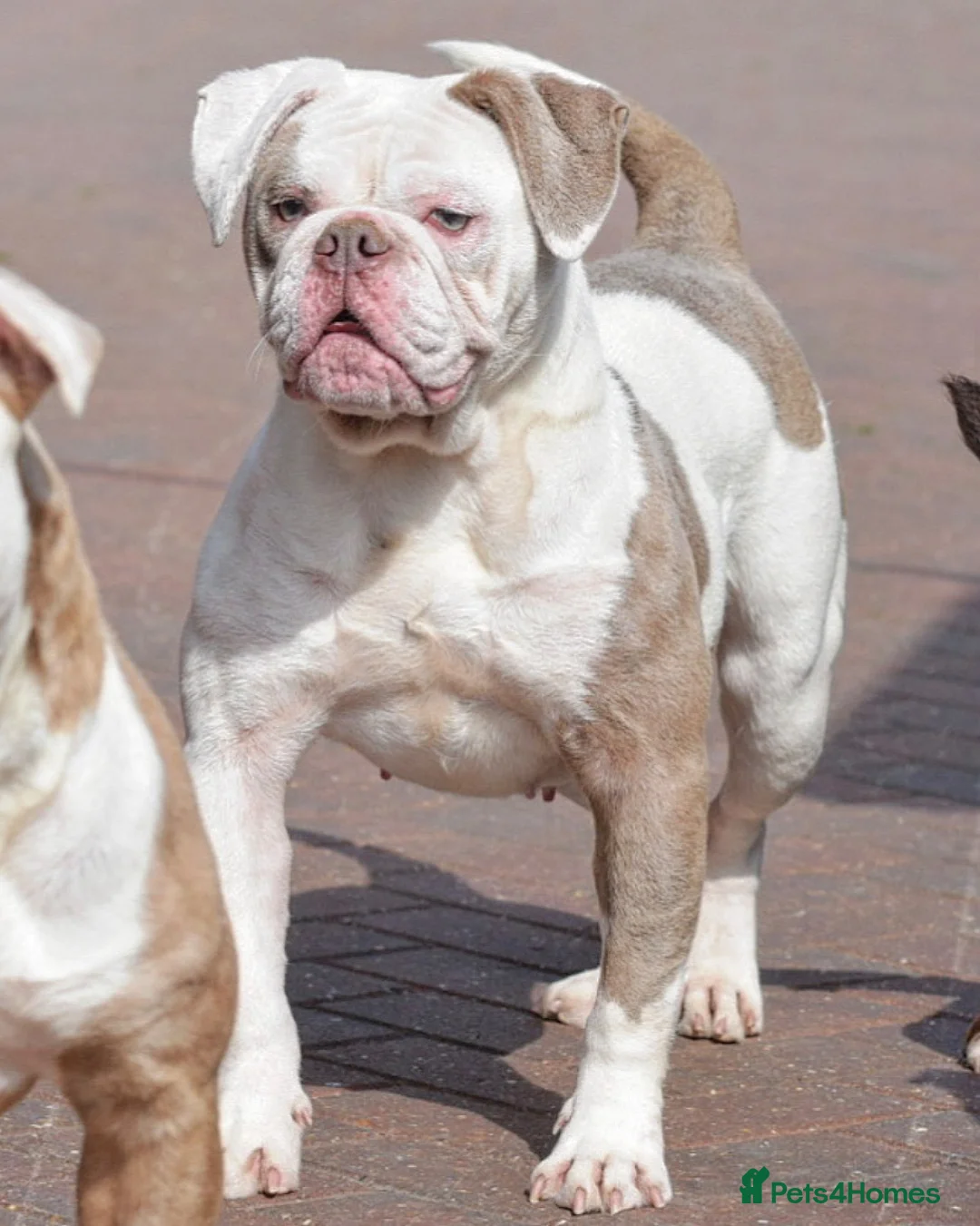 Old Tyme Bulldog dogs for sale: 23 years 5⭐️licensed Registered Breeder.  - Advert 2