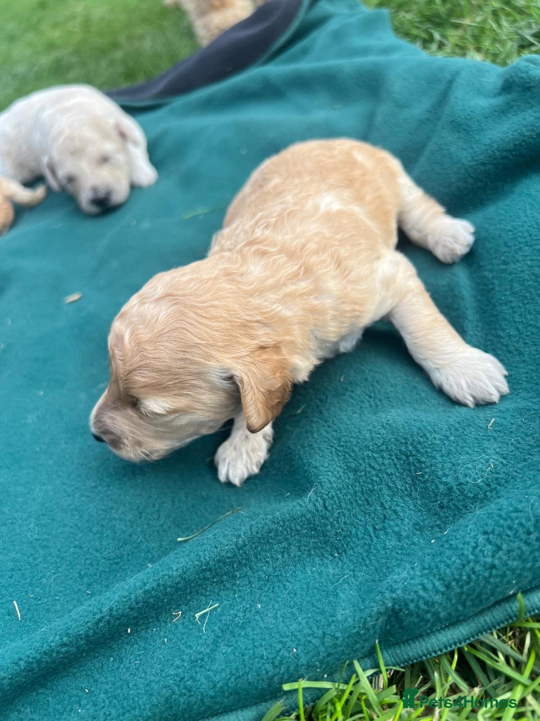 Miniature Poodle dogs for sale: KC registered miniature poodle puppies - Image 8
