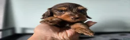 Miniature Dachshund dogs for sale: ❤️Miniature dachshund puppies❤️ - Advert 3