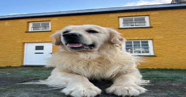Golden Retriever dogs - Advert 2