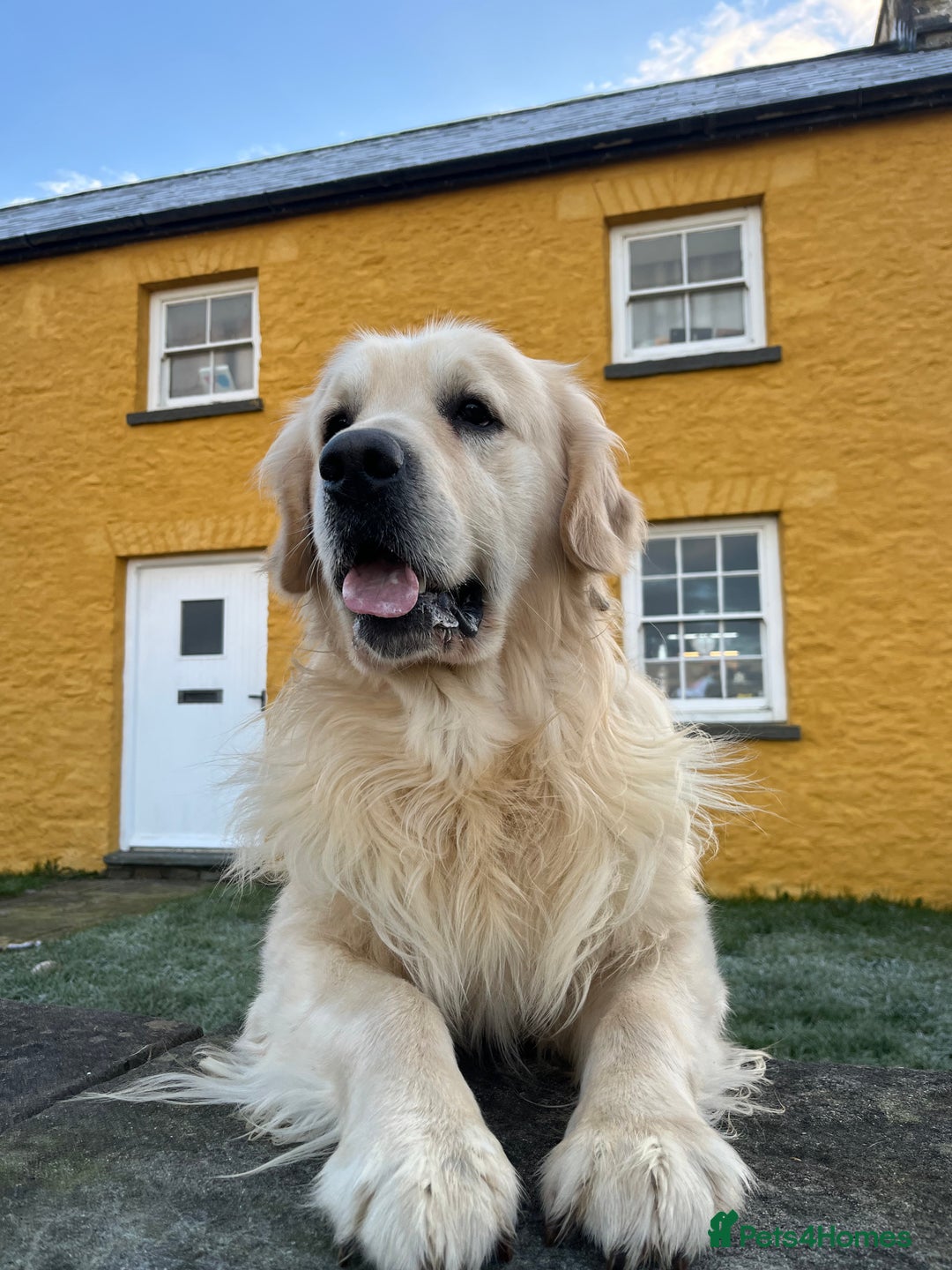 Golden Retriever dogs for sale: Out of DNA tested, kind & Champion bloodlines - Image 7