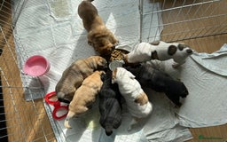 Old Tyme Bulldog dogs for sale: Old Tyme Bulldog puppies for sale - Image 11