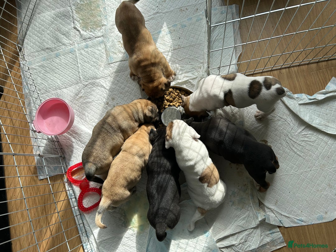 Old Tyme Bulldog dogs for sale: Old Tyme Bulldog puppies for sale - Image 11