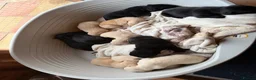 Mixed Breed dogs for sale: Puppy’s  in Oakham - Advert 6