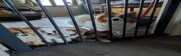 Pomeranian dogs for sale: Beautiful Pomeranian Puppies Ready Now in Nottingham - Advert 6