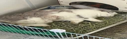 Mini Lop rabbits for sale: Mini Lop needing new home in Lytham Saint Annes - Advert 5