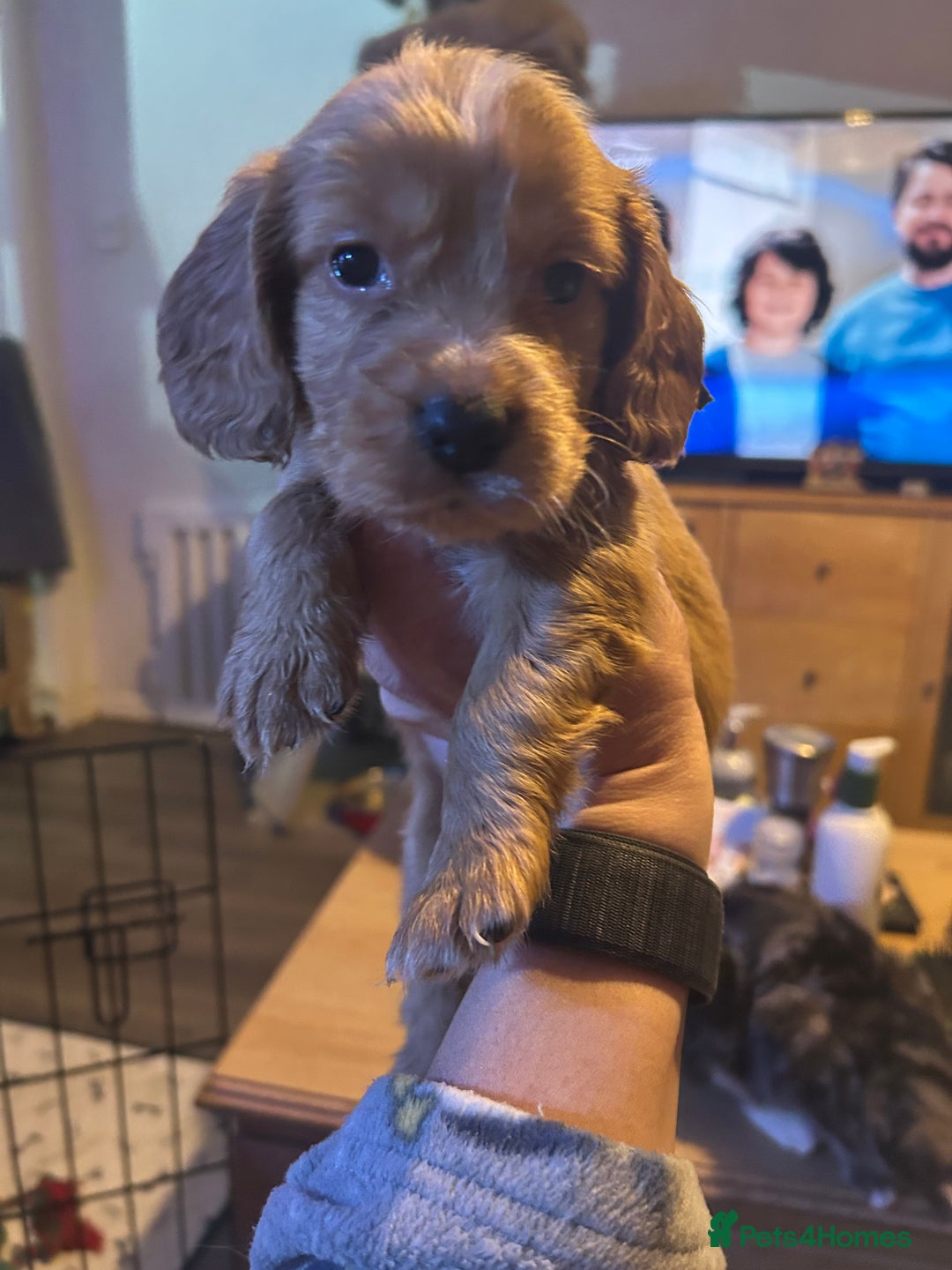 Cocker Spaniel dogs for sale: Lovely spaniels  - Advert 7