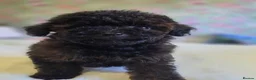 Toy Poodle dogs for sale: Asian toy poodle  - Advert 2