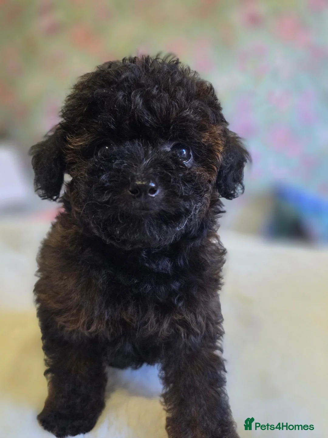 Toy Poodle dogs for sale: Asian toy poodle  - Advert 2
