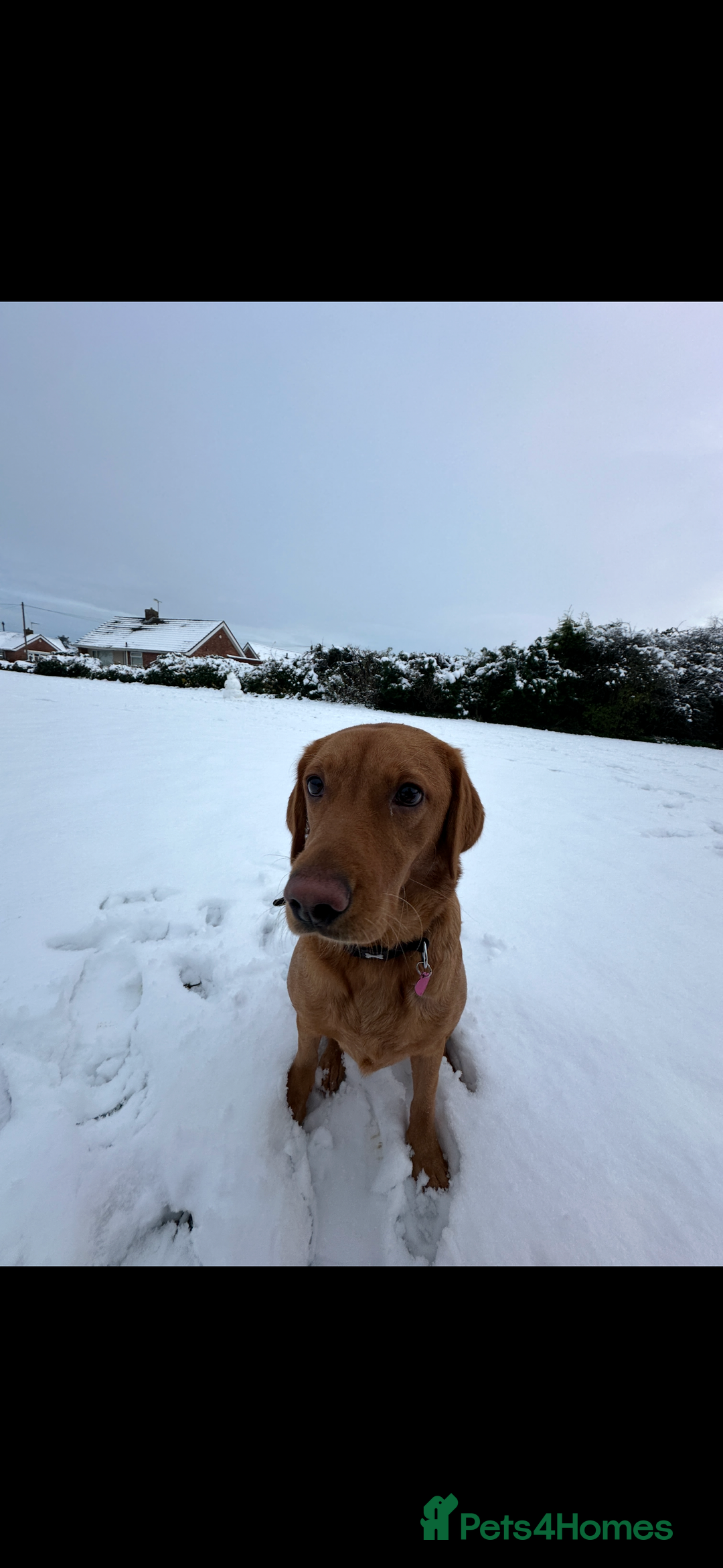 Labrador Retriever dogs for sale: Labrador Retriever Puppies - Raised in Family Home - Advert 23