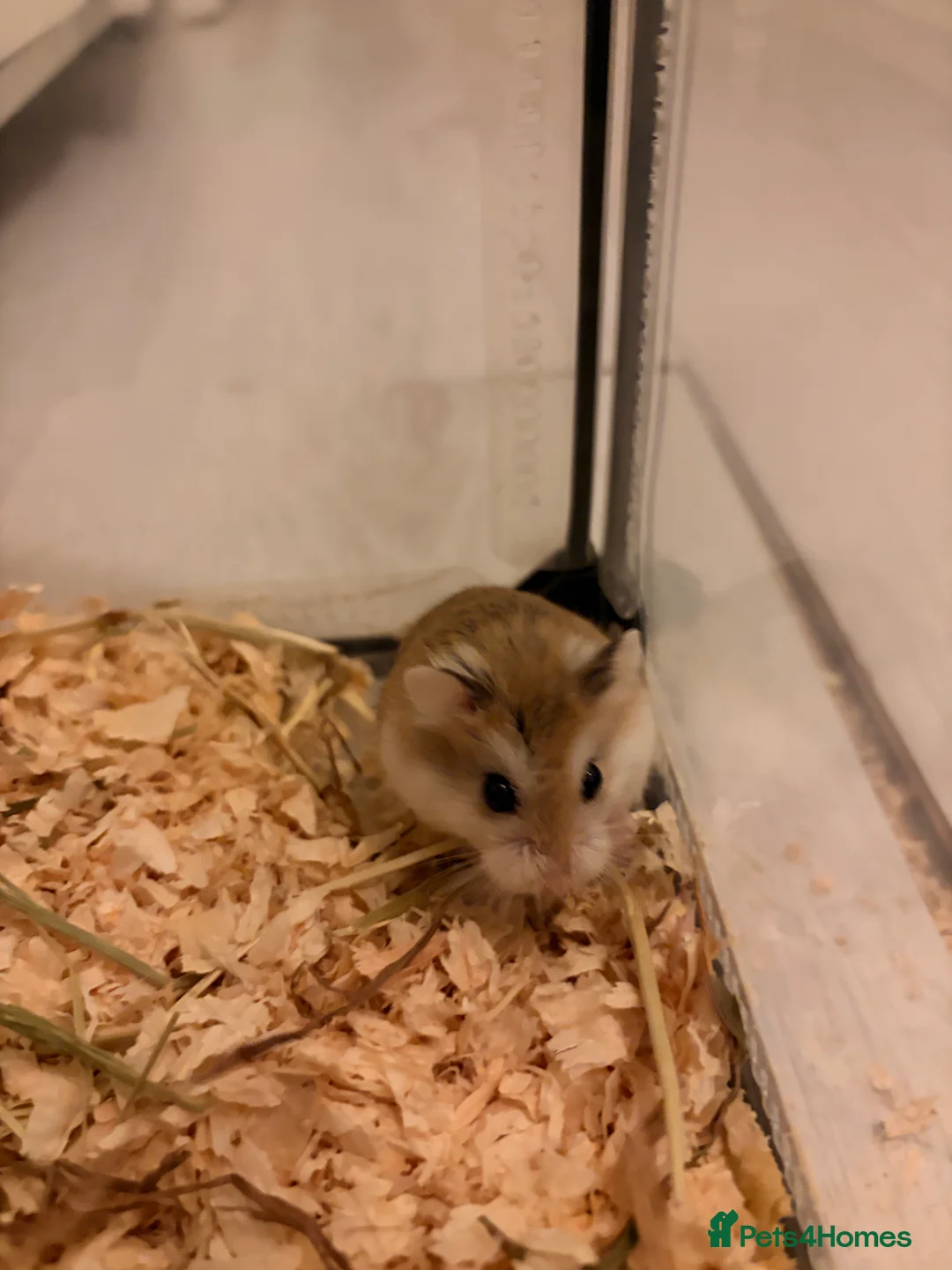 Hamster rodents for sale: Young, cute Roborovski dwarf hamster - Advert 1