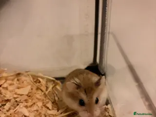 Hamster rodents Young, cute Roborovski dwarf hamster - Advert 1
