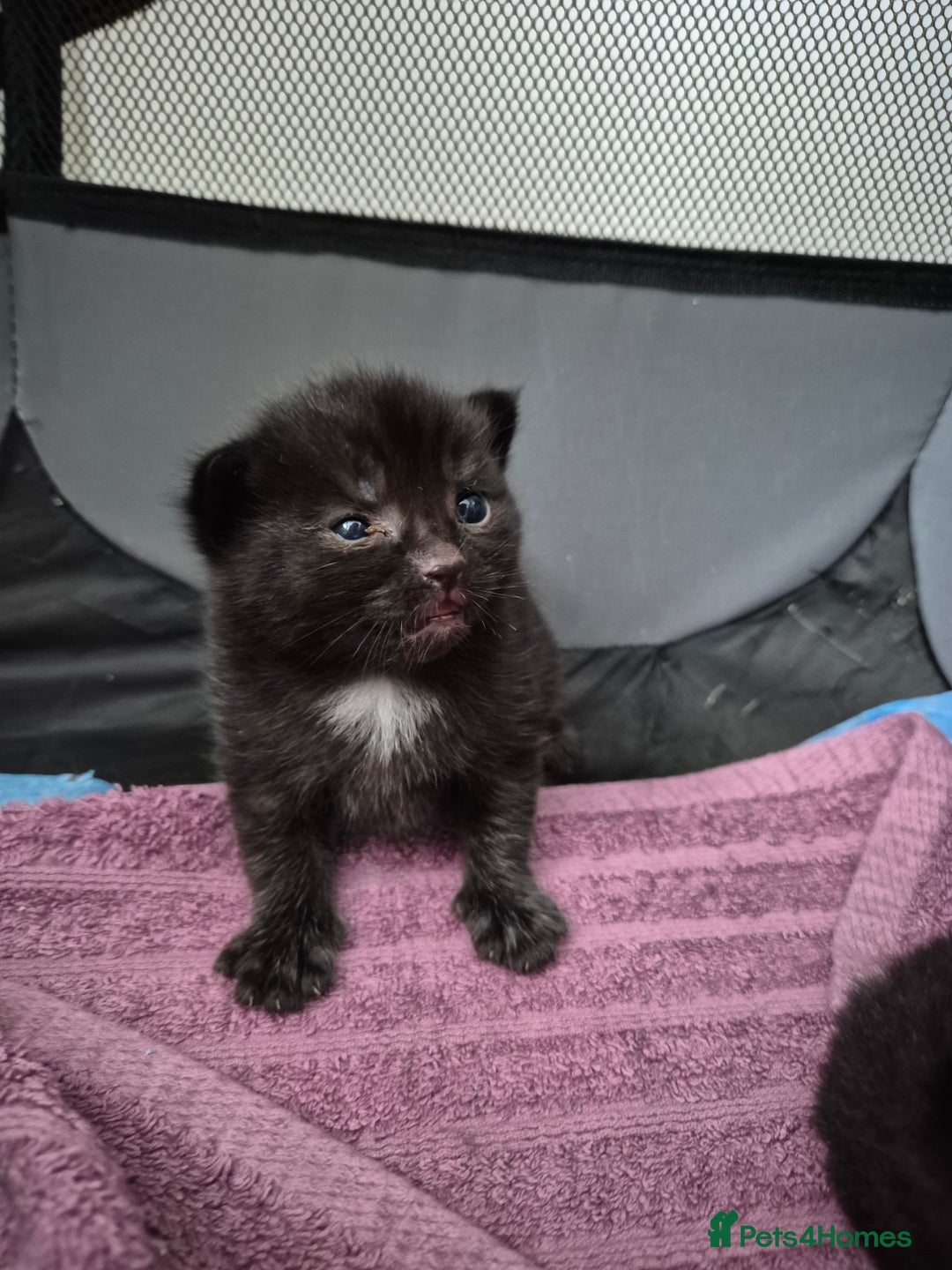 Mixed Breed cats for sale: Beautiful mixed kittens  - Image 6