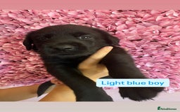 Labrador Retriever dogs for sale: Last 3 boy Labrador puppies for sale  - Image 13