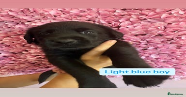 Labrador Retriever dogs - Advert 3