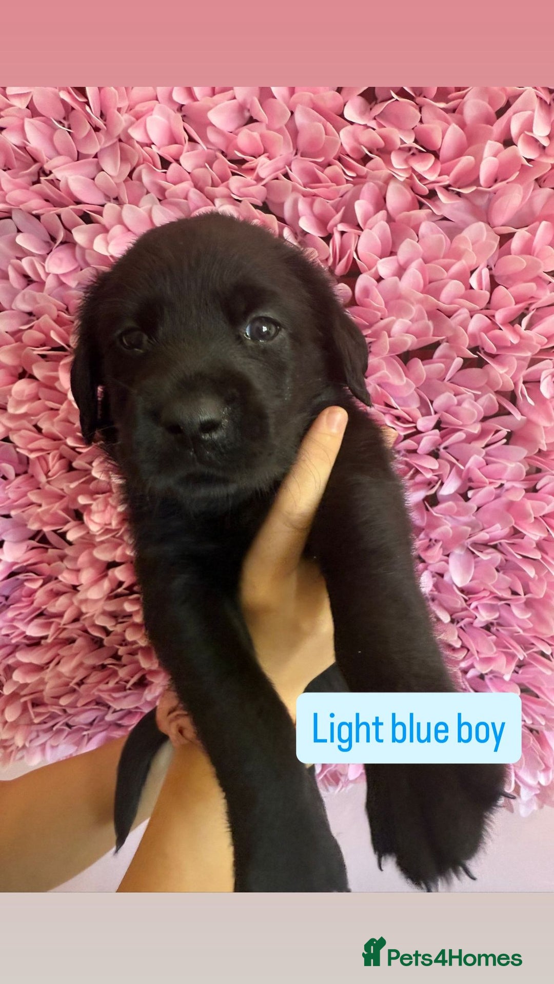 Labrador Retriever dogs for sale: Last 3 boy Labrador puppies for sale  - Image 13