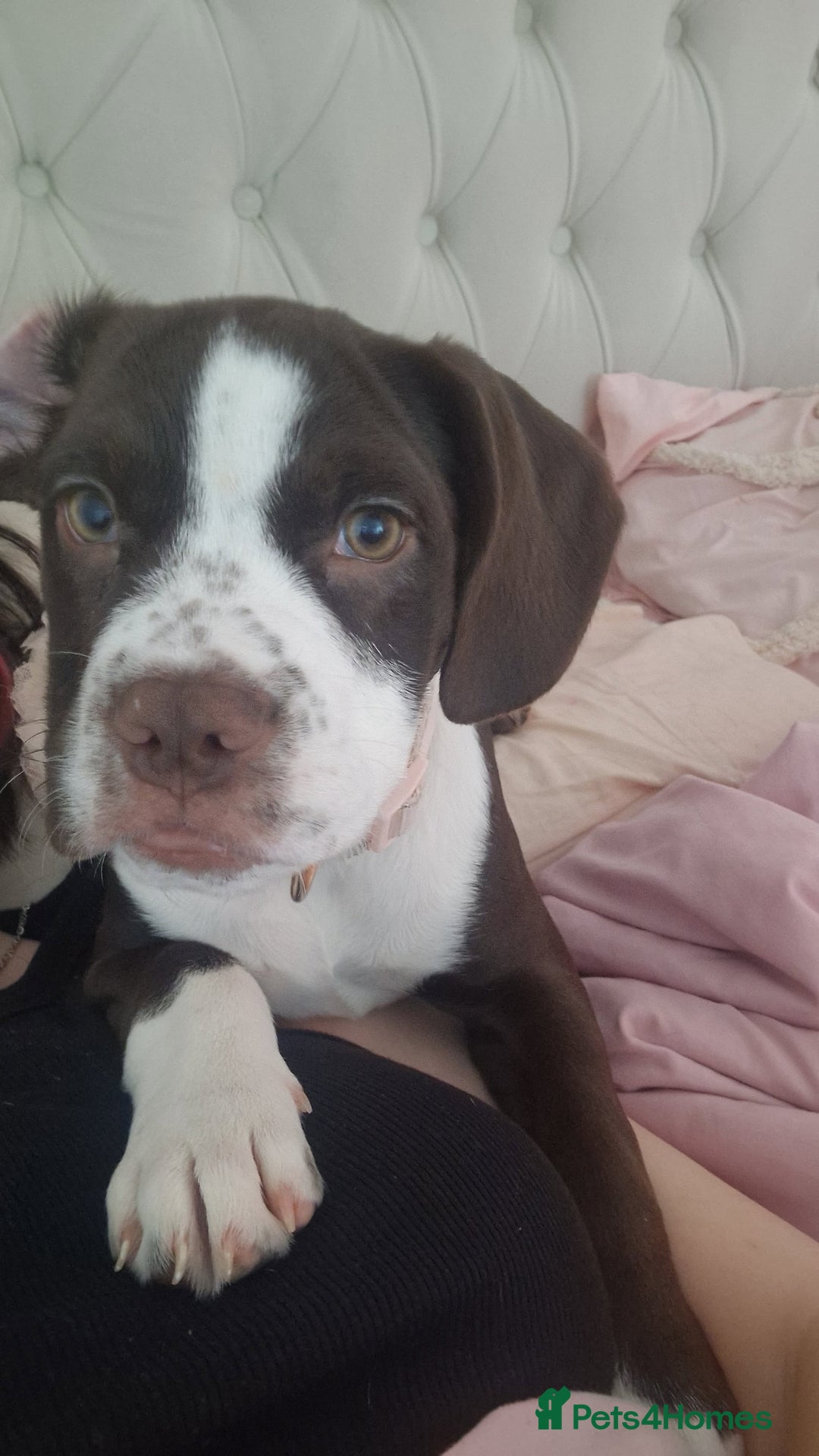 Mixed Breed dogs for sale: Tilly springer spanielX bulldog  - Advert 3