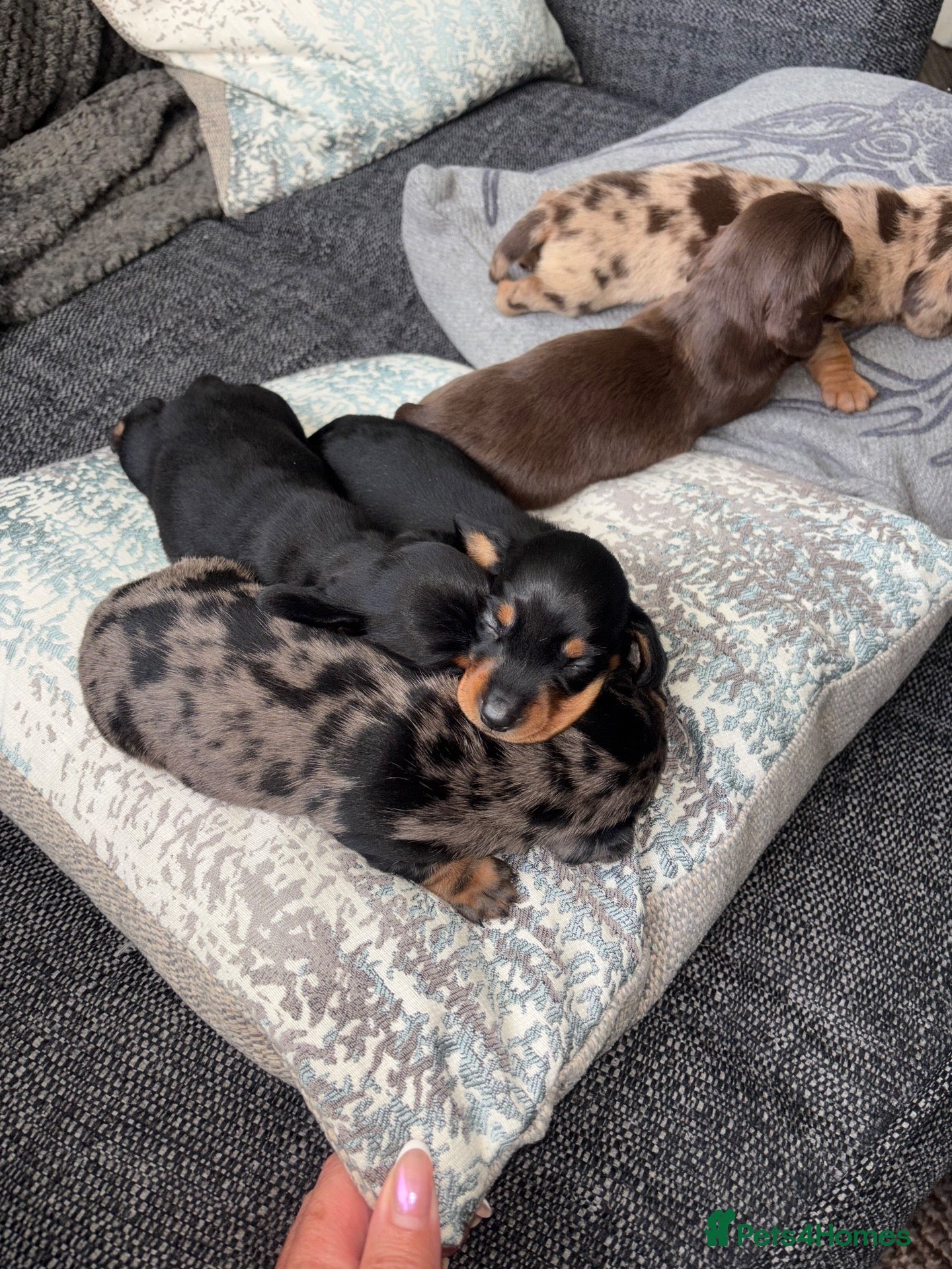 Dachshund dogs MINI dachshund LONG HAIRED 🐶 - Advert 7